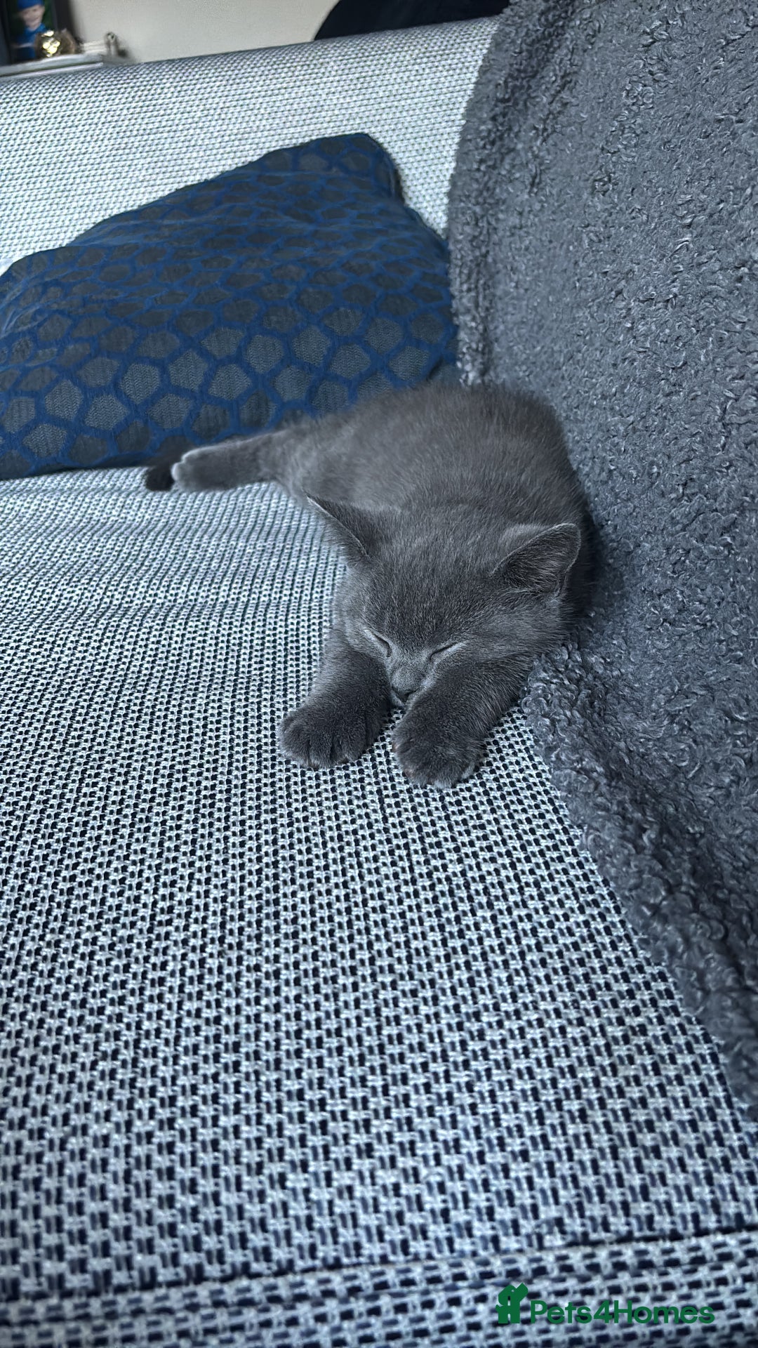 British Shorthair cats for sale: Two Blue British Short Hair Kittens  - Image 9
