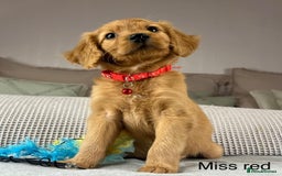 Goldendoodle dogs for sale: Hereditary clear mum. Fully hip elbow and DNA Dad. - Image 19
