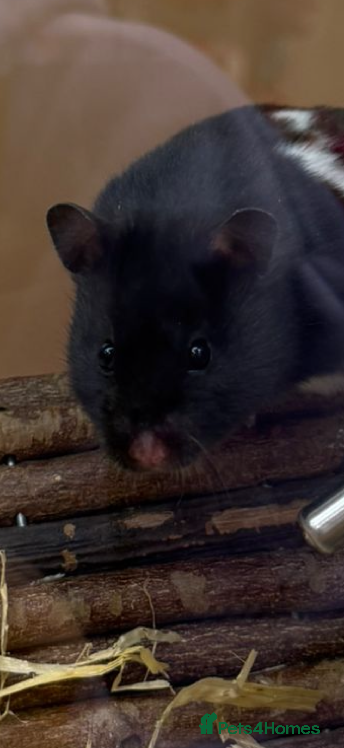 Hamster rodents Male Syrian Hamster 13 weeks old - Advert 1