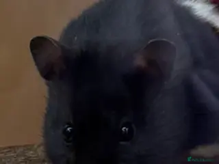 Hamster rodents Male Syrian Hamster 13 weeks old - Advert 7