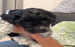 Mixed Breed dogs for sale: Cockapoo cross Poochon  - Image 9