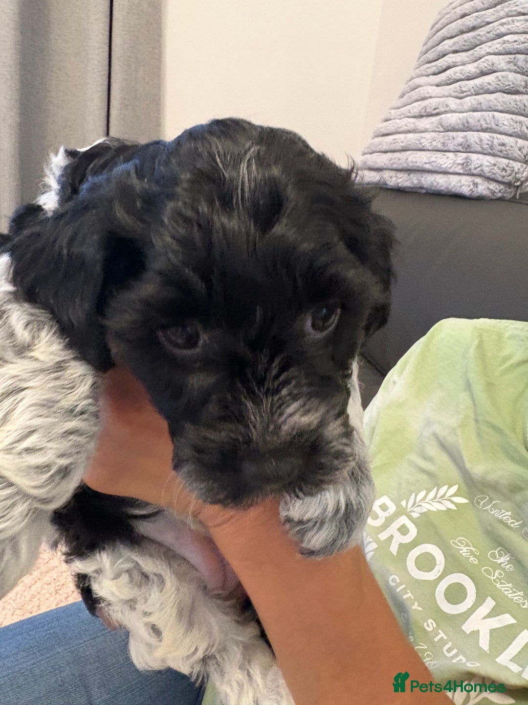 Mixed Breed dogs for sale: Cockapoo cross Poochon  - Image 9