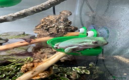 Frog reptiles for sale: Whites Tree Frogs and Enclosure - Image 4
