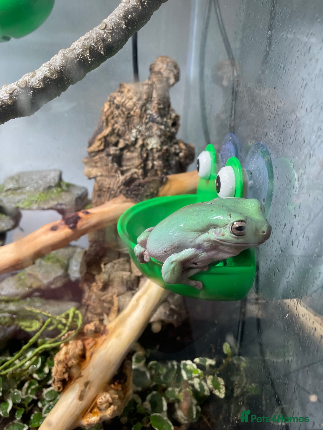 Frog reptiles for sale: Whites Tree Frogs and Enclosure - Image 4