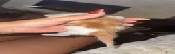 Mixed Breed cats for sale: Beautiful Kittens - Advert 9
