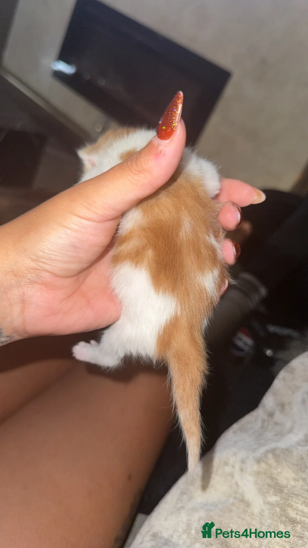 Mixed Breed cats for sale: Beautiful Kittens - Advert 9