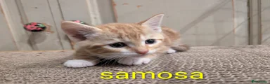 Samosa 