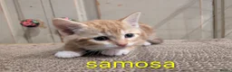 Domestic Shorthair cats for sale: Kittens - Advert 11
