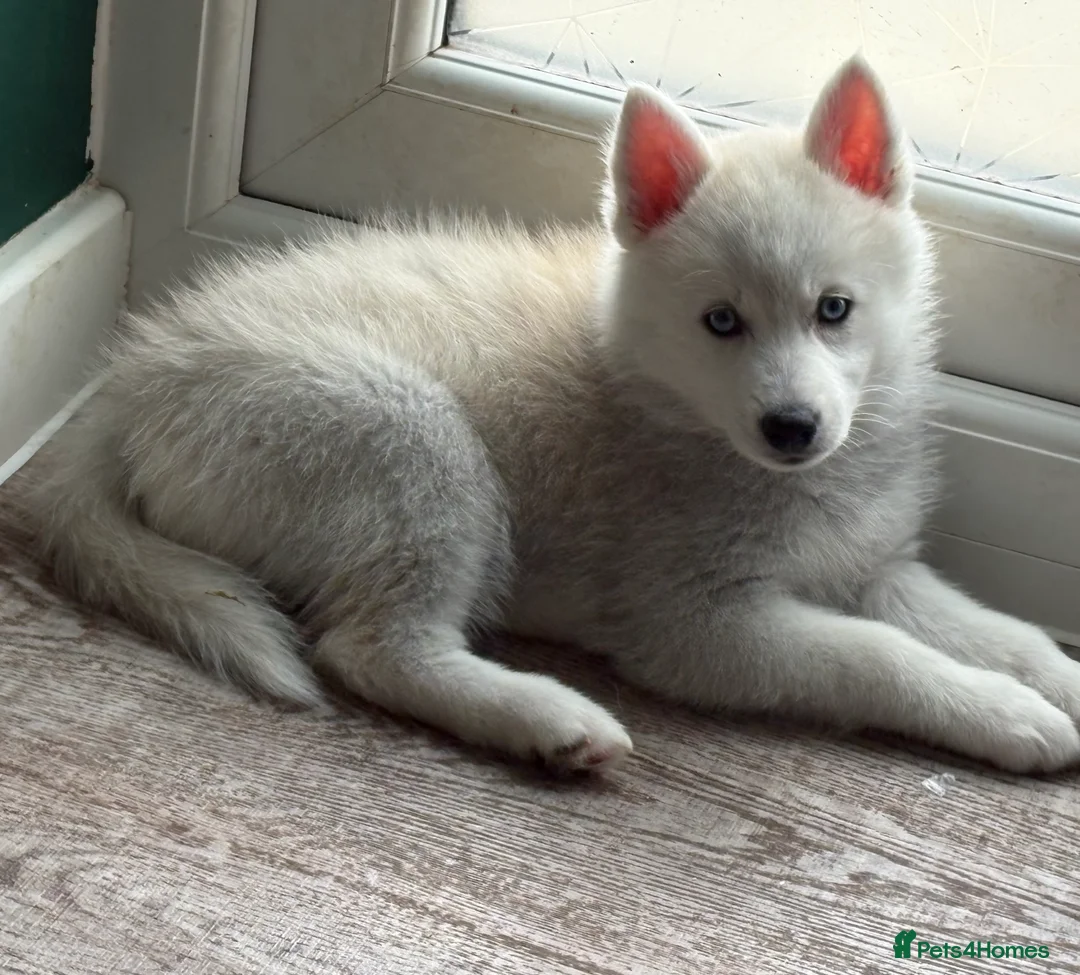 Pomsky dogs for sale: F2 Pomsky puppies  - Advert 2