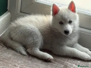 Pomsky dogs F2 Pomsky puppies - Advert 4