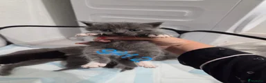 British Shorthair 3