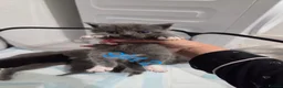 British Shorthair cats for sale: British shorthair X kittens - Advert 1