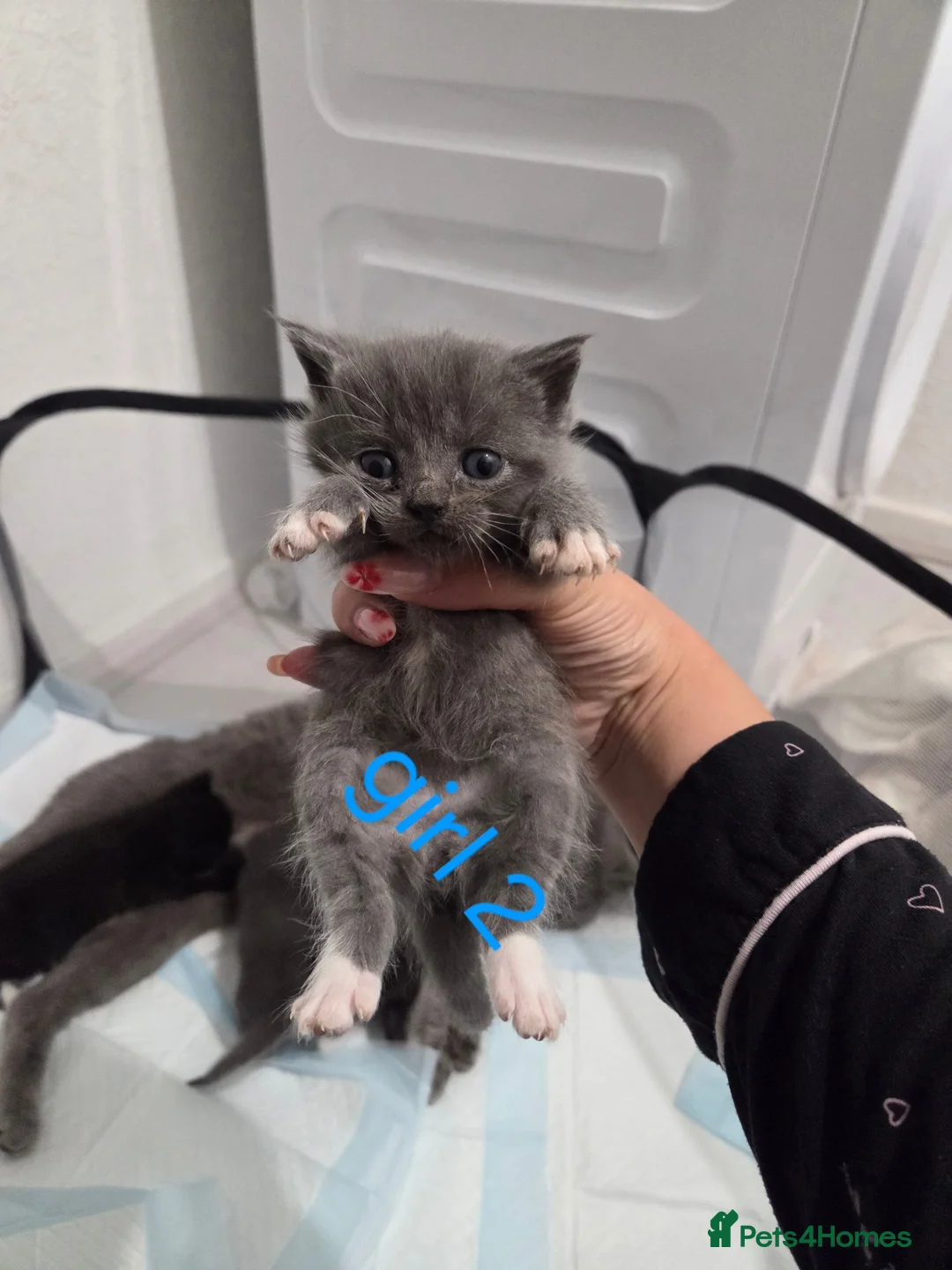 British Shorthair cats for sale: British shorthair X kittens - Advert 1