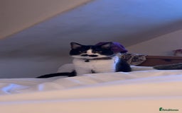 Domestic Shorthair cats for sale: Siblings looking for loving home - Image 12