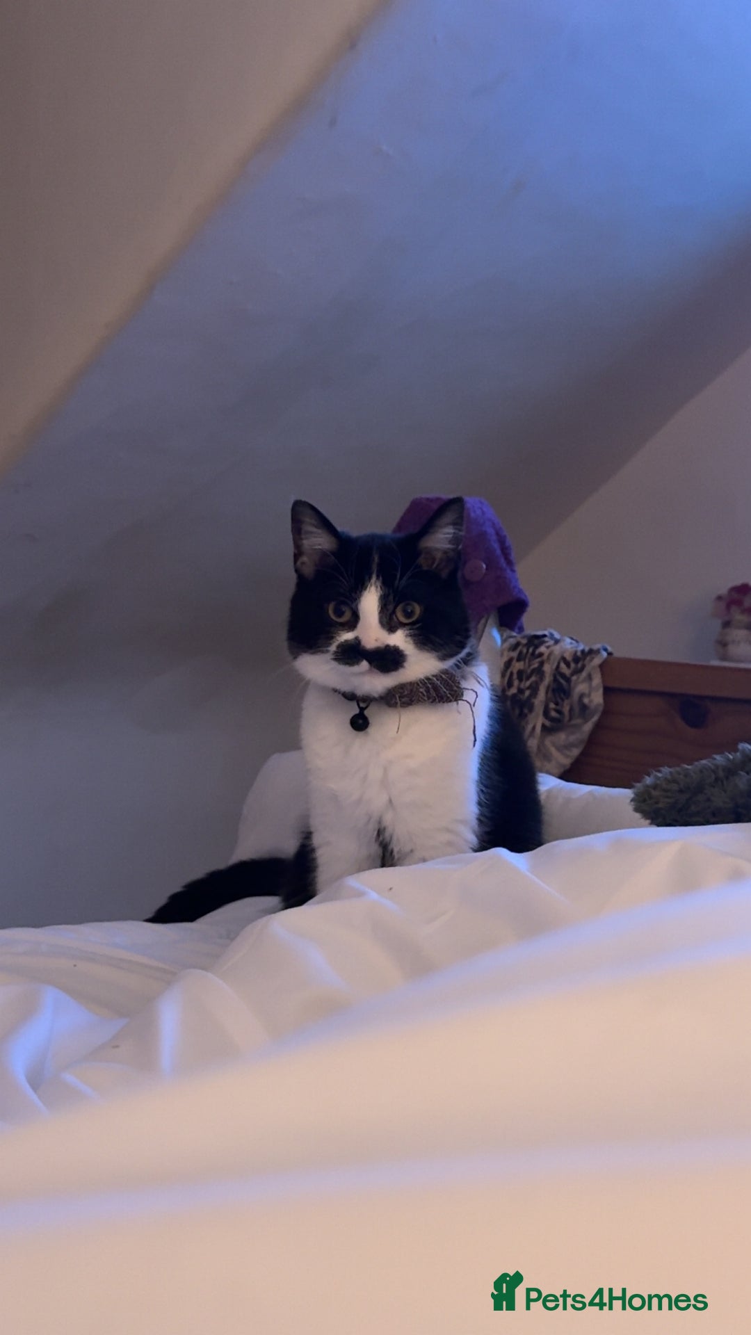 Domestic Shorthair cats for sale: Siblings looking for loving home - Image 12