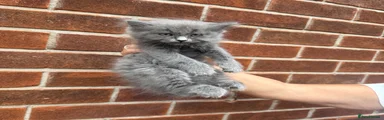 Ragdoll 4