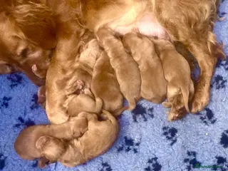 Golden Retriever dogs Gorgeous red golden retriever puppies - Advert 4