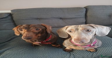 Miniature Dachshund dogs - Advert 8
