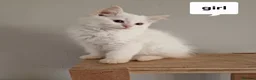 Ragdoll cats for sale: Beautiful pure Ragdool ready for loving home  - Advert 5