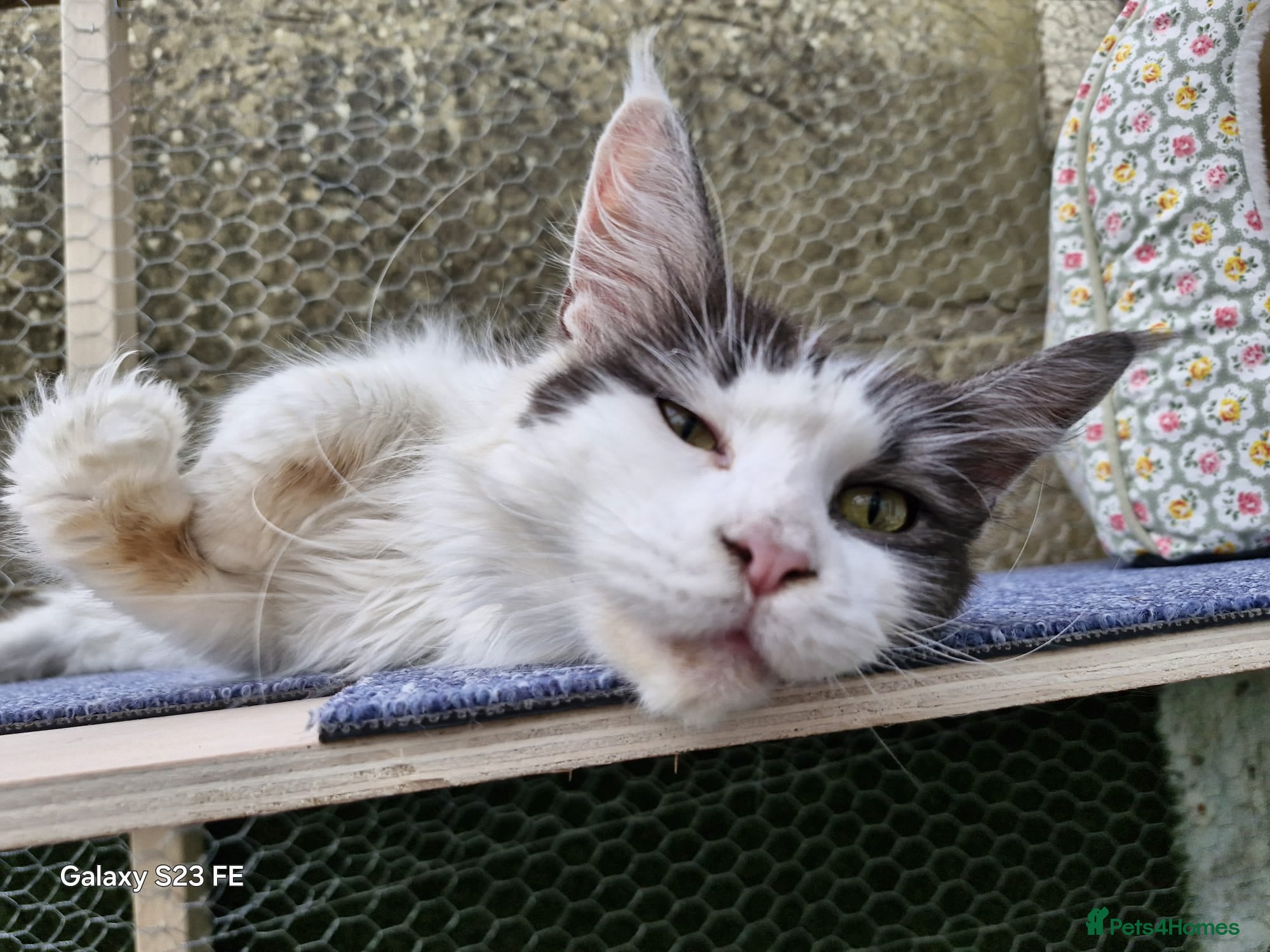 Maine Coon cats Mollie  - Advert 7