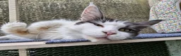 Maine Coon cats for sale: Mollie  - Advert 1