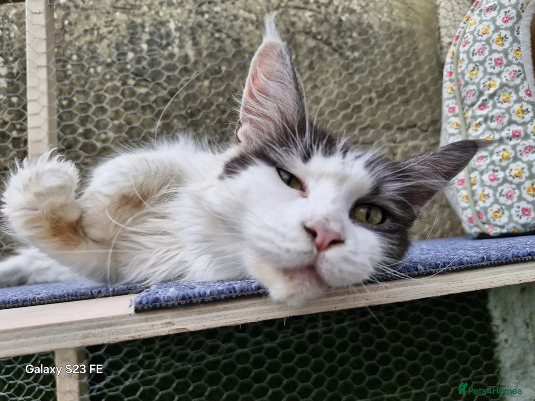 Maine Coon cats for sale: Mollie  - Advert 1