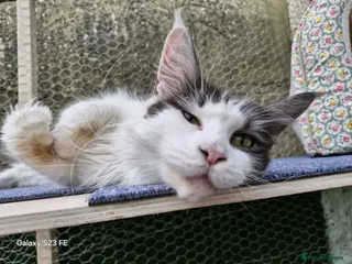 Maine Coon cats Mollie - Advert 16