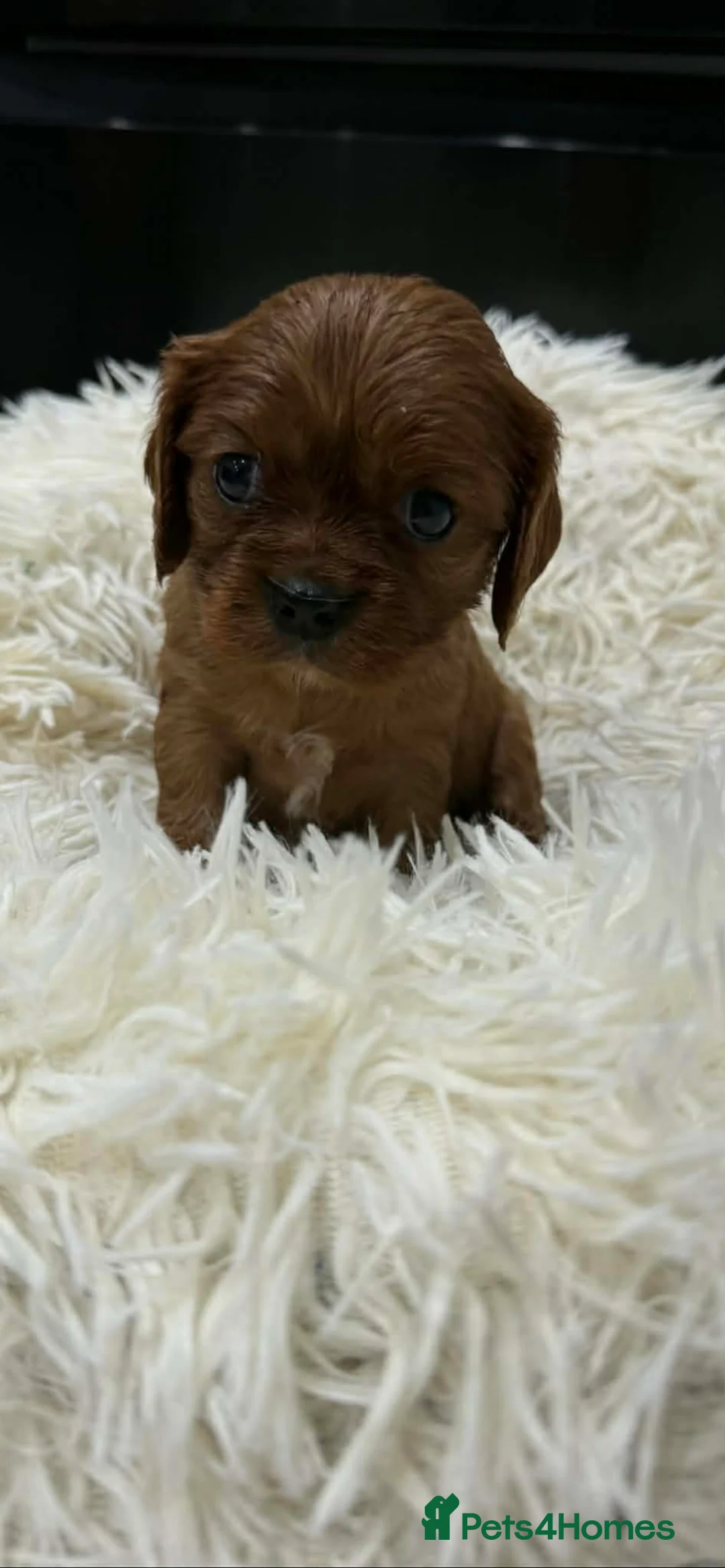 Cavalier King Charles Spaniel dogs for sale: 6 beautiful Cavalier King Charles puppy’s  - Advert 2