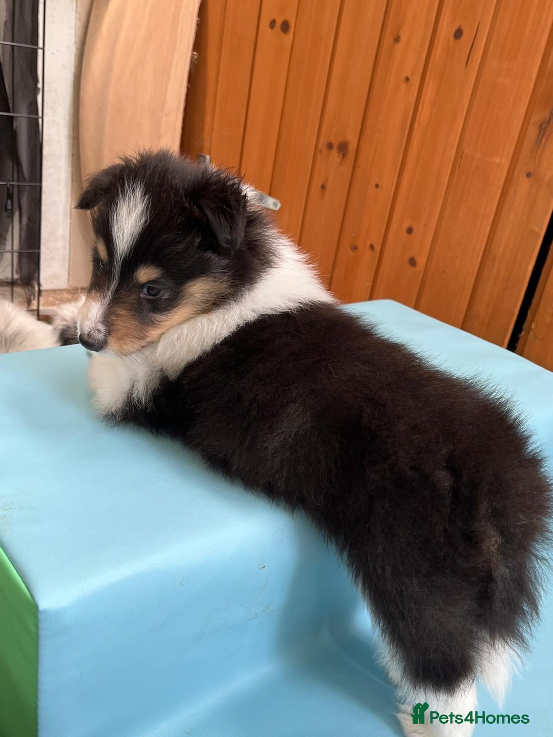 Rough Collie dogs for sale: BEST LAST AVAILABLE PUPPY MALE HEALTH DNA CLEAR  - Image 5