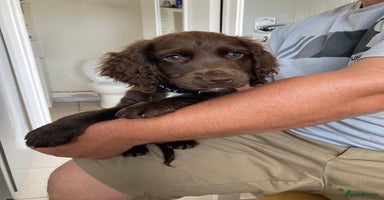 Cocker Spaniel dogs - Advert 2