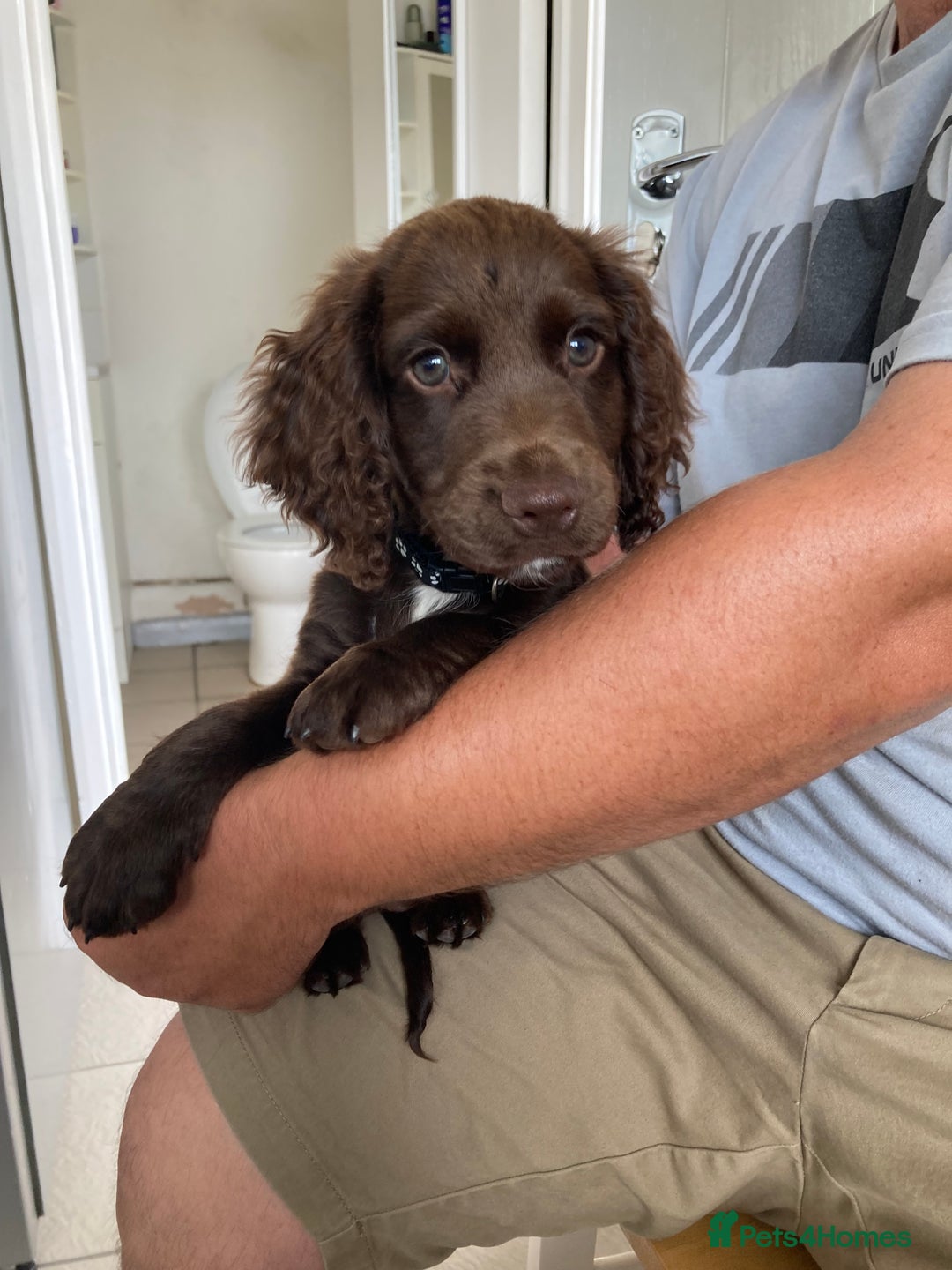 Cocker Spaniel dogs for sale: Cocker spaniels only 2 male’s available  - Image 2