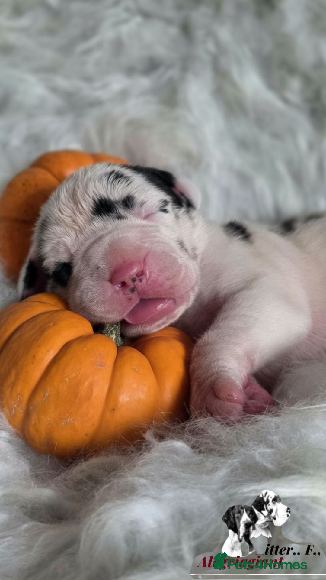 Great Dane dogs for sale: Fabolous Great danes  - Advert 7