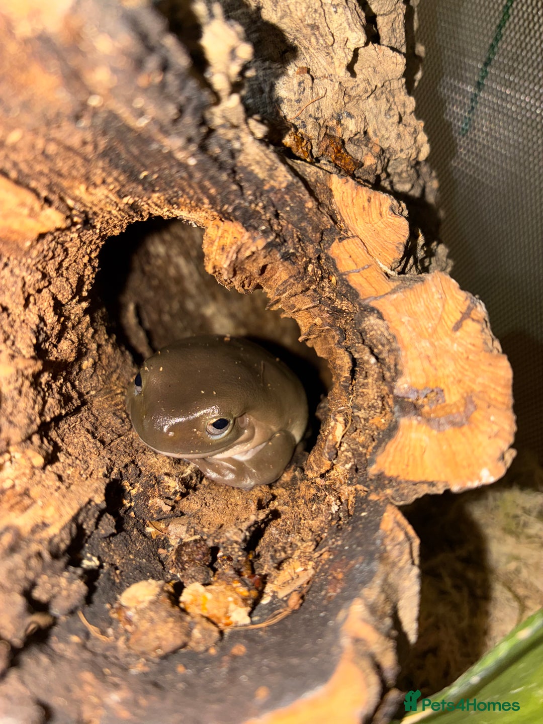 Frog reptiles for sale: Whites Tree Frogs x2 - Image 4