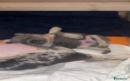 French Bulldog dogs for sale: 2 Male French Bulldog Puppies For Sale - Image 7