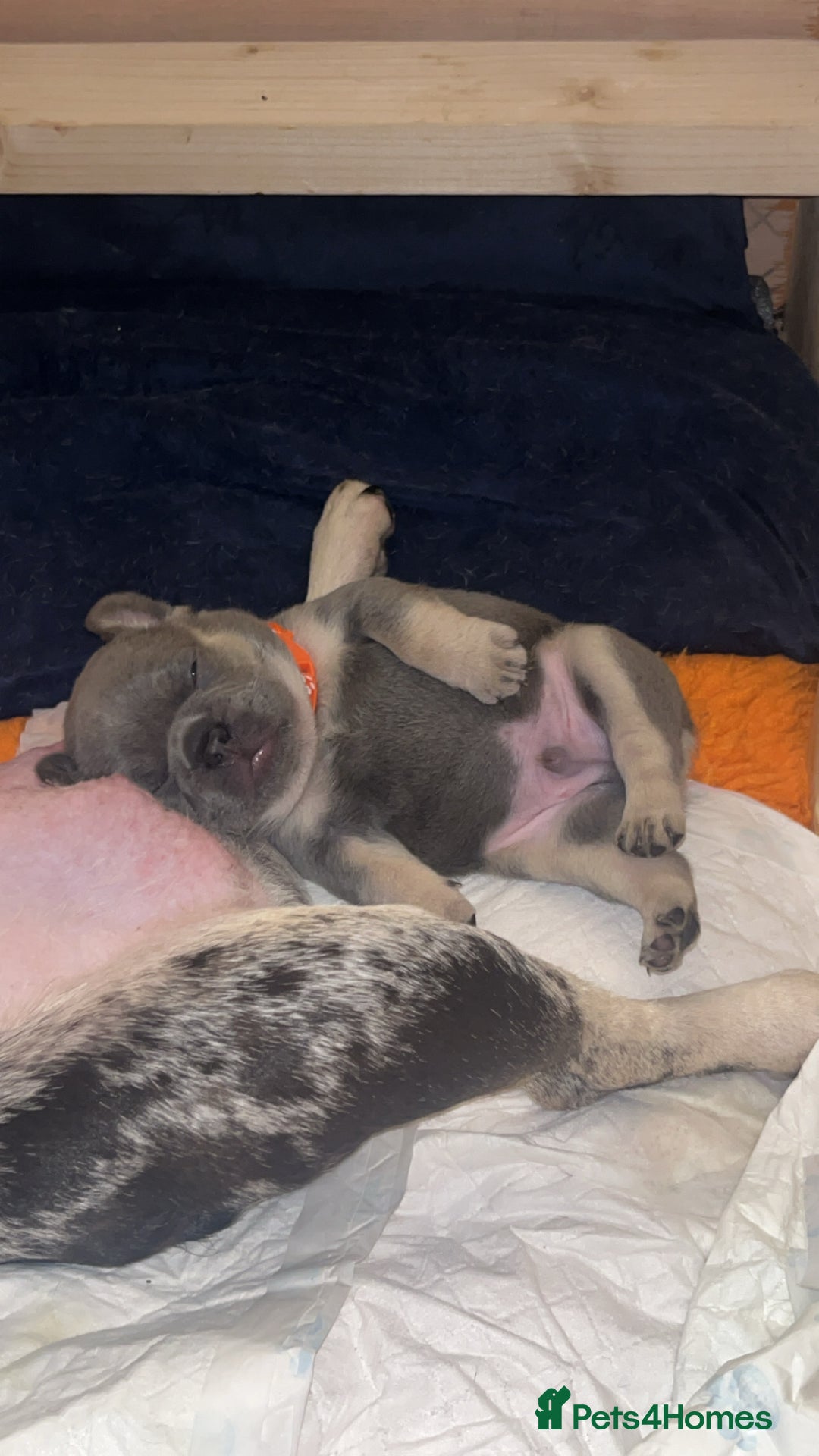 French Bulldog dogs for sale: 2 Male French Bulldog Puppies For Sale - Image 7