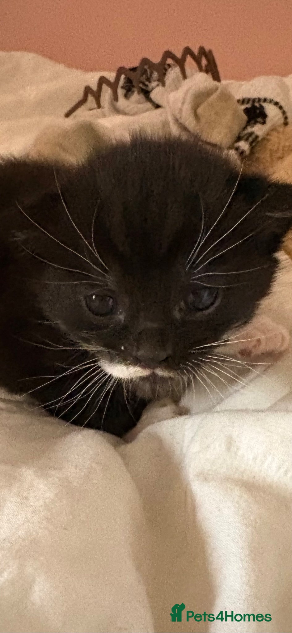 Mixed Breed cats Mixed breed  - Advert 10