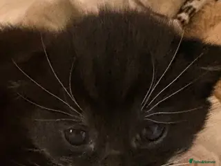 Mixed Breed cats Mixed breed - Advert 10