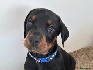 Dobermann dogs KC champion bloodline Doberman pups - Advert 1