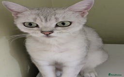 Mixed Breed cats for sale: Stunning British Shorthair cross Ragdoll Girl  - Image 8