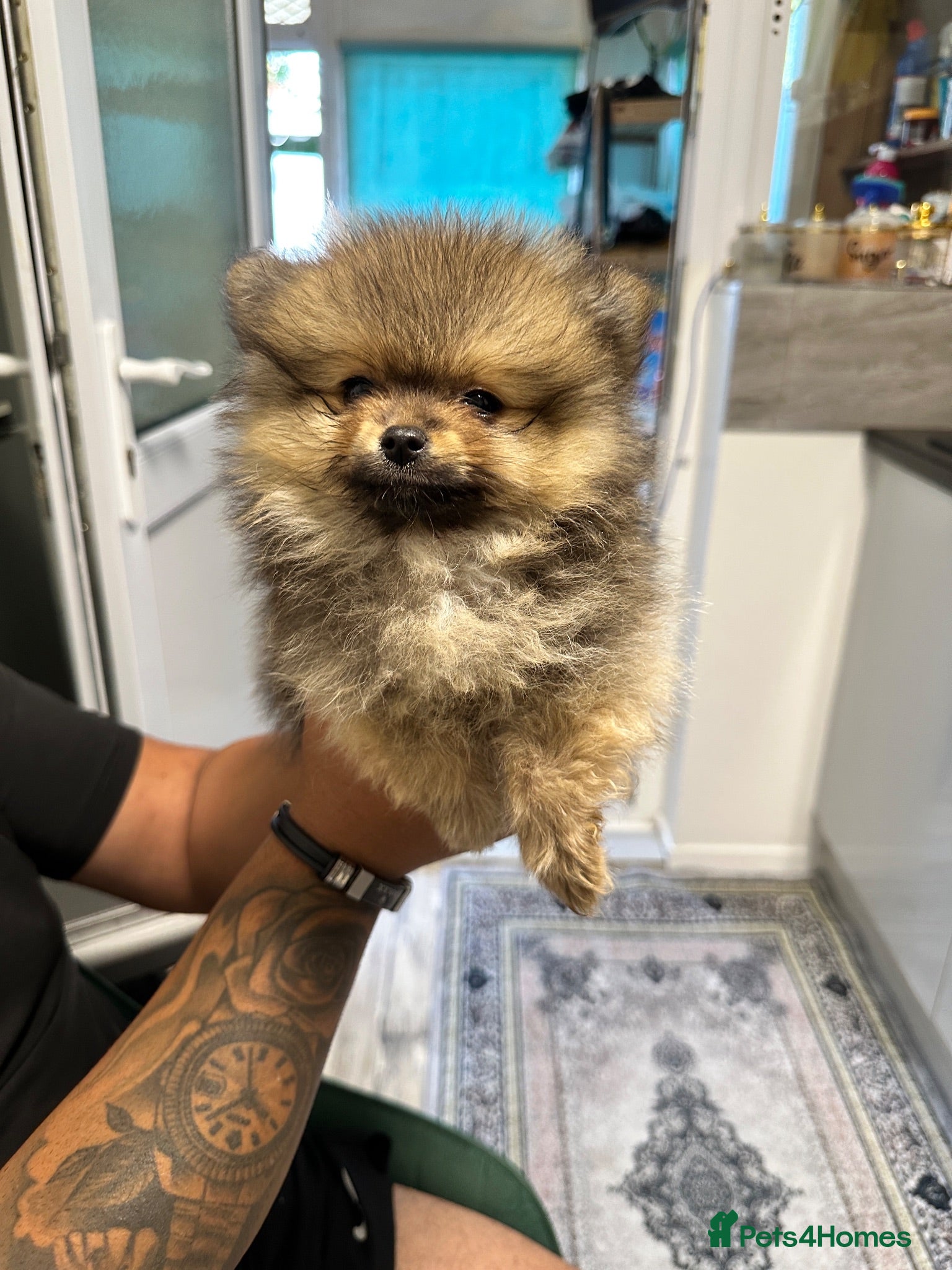 Pomeranian dogs Pomeranian  ** Teddy face  - Advert 2