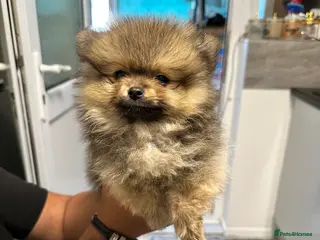 Pomeranian dogs Pomeranian ** Teddy face - Advert 2
