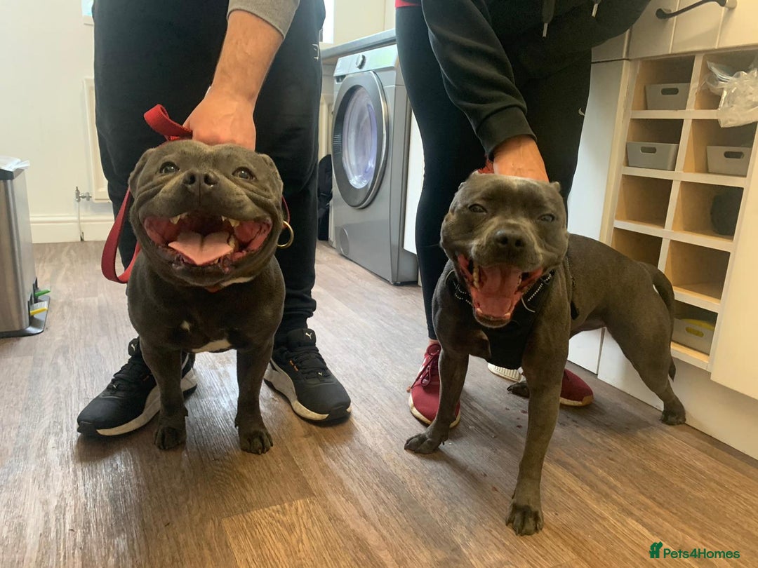 Staffordshire Bull Terrier dogs for stud: Proven KC Blue Boy For Stud in Whitley Bay - Advert 5