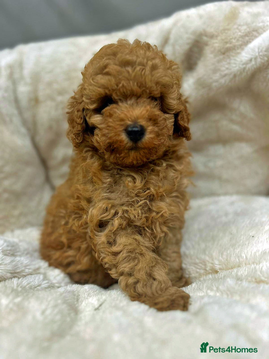 Toy Poodle dogs for sale: Top Quality Red KC Reg. Toy Poodle Puppies - Advert 4
