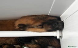 Pomeranian dogs for sale: Gorgeous Pomeranian Puppies, 2 Boys and Two Girls - Image 18