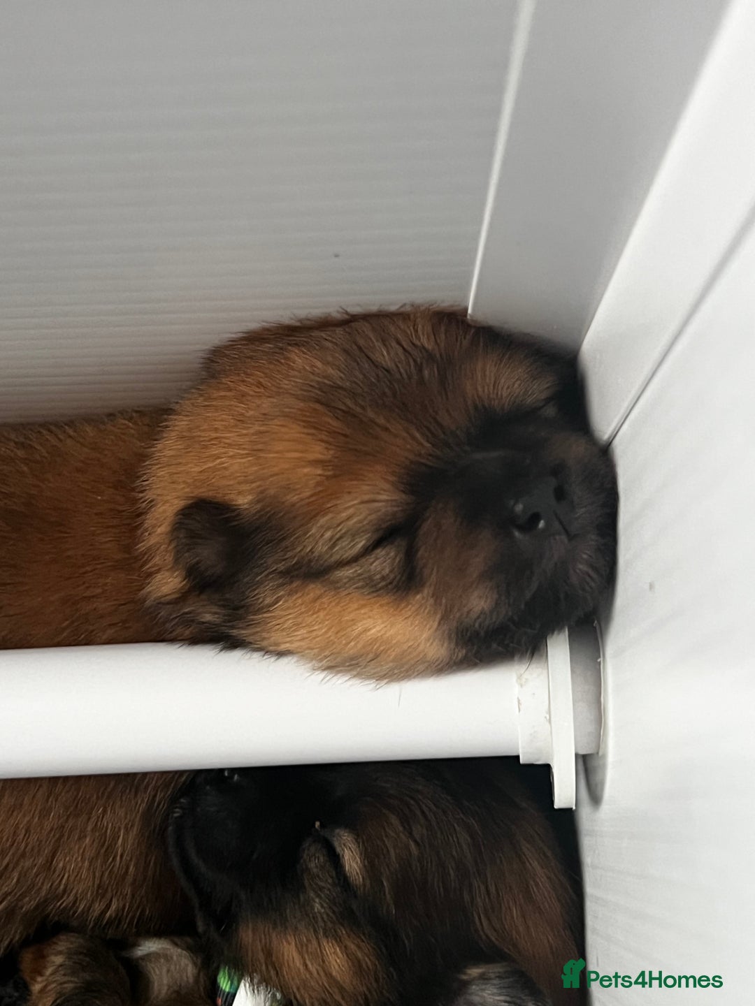 Pomeranian dogs for sale: Gorgeous Pomeranian Puppies, 2 Boys and Two Girls - Image 18