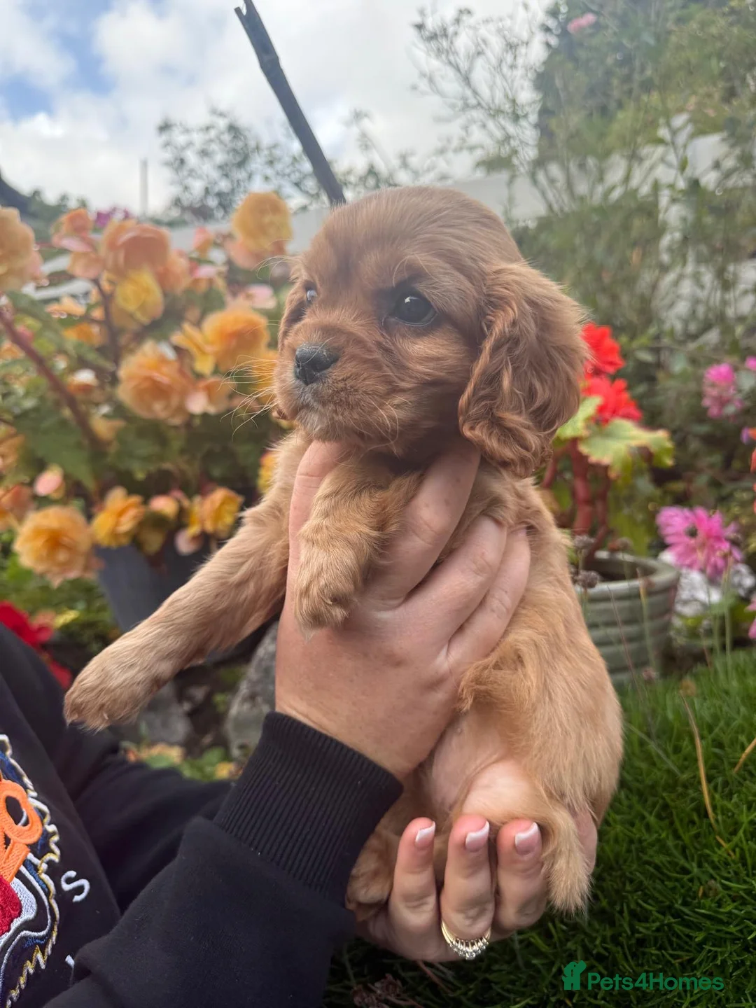 Cavalier King Charles Spaniel dogs for sale: 🌟REDUCED RUBY GIRL 🌟 Cavalier King Charles  - Advert 1