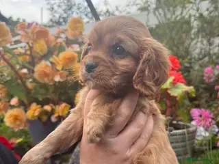 Cavalier King Charles Spaniel dogs 🌟REDUCED🌟 Cavalier King Charles - Advert 5