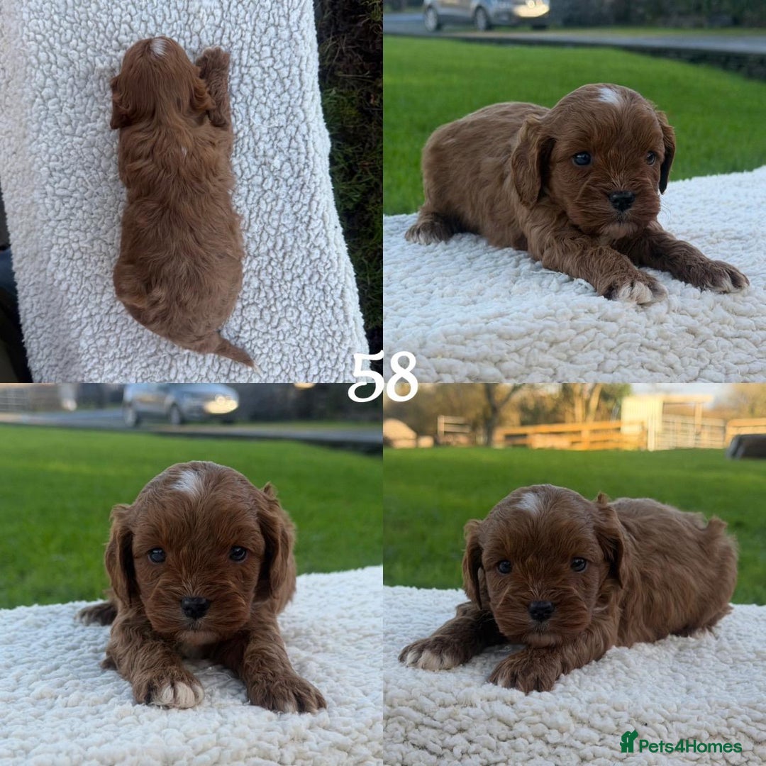 Cavapoo dogs for sale: Cavapoo Puppies - Advert 16