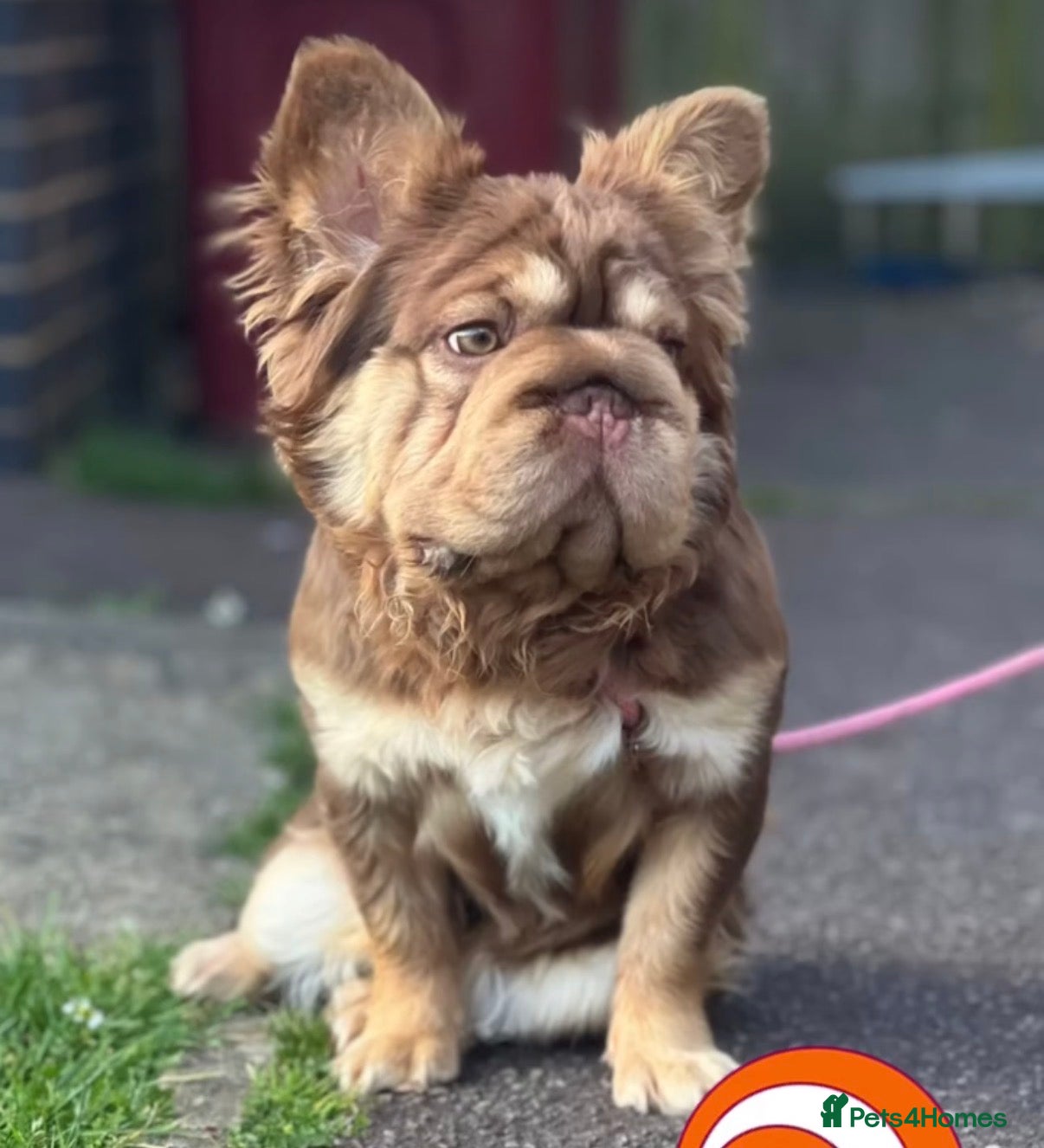 French Bulldog dogs BeautifulFloodle mixed pink carry, French bulldogs - Advert 1