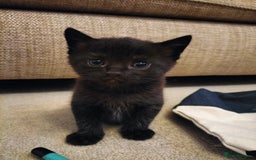 Mixed Breed cats for sale: Two Black kittens from family home - Image 9